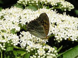 Attēlu rezultāti vaicājumam “Argynnis paphia female”