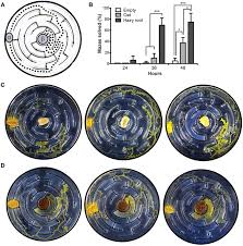 Attēlu rezultāti vaicājumam “Physarum obscurum plasmodium”