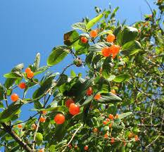 Attēlu rezultāti vaicājumam “Lonicera tatarica fruit”