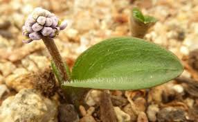 Attēlu rezultāti vaicājumam “Blasia pusilla sporophyte”