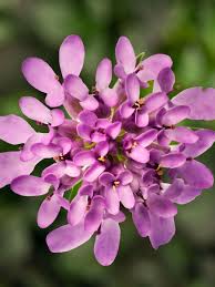 Image result for Iberis umbellata