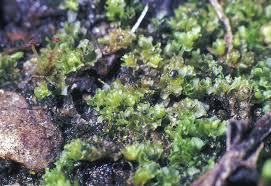 Attēlu rezultāti vaicājumam “Leiocolea rutheana cells”