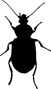 Attēlu rezultāti vaicājumam “Panagaeus cruxmajor”