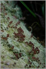 Attēlu rezultāti vaicājumam “Baeomyces rufus”