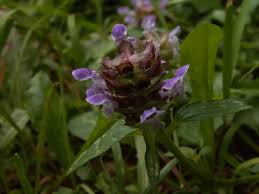 Attēlu rezultāti vaicājumam “Labiatae”