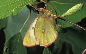 Attēlu rezultāti vaicājumam “Colias palaeno upperside”