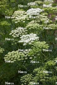 Attēlu rezultāti vaicājumam “Cnidium dubium”