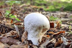 Attēlu rezultāti vaicājumam “Calvatia utriformis”