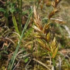 Attēlu rezultāti vaicājumam “Carex arenaria  fruit”