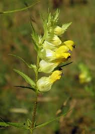 Attēlu rezultāti vaicājumam “Rhinanthus serotinus flower”
