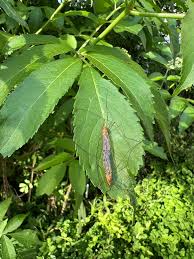 Attēlu rezultāti vaicājumam “Cribraria ferruginea”