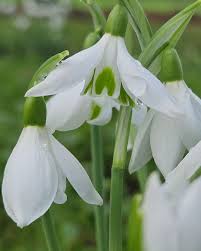 Attēlu rezultāti vaicājumam “Galanthus nivalis flower”