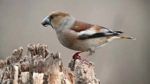 Attēlu rezultāti vaicājumam “Coccothraustes coccothraustes”