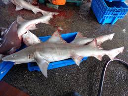 Image result for Triakis megalopterus