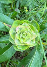 Attēlu rezultāti vaicājumam “Rabdophaga degeeri”