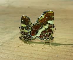 Attēlu rezultāti vaicājumam “Araschnia levana larva”