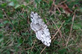 Attēlu rezultāti vaicājumam “Lymantria monacha”