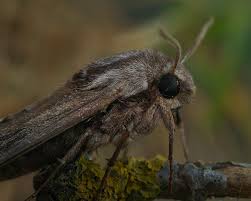 Attēlu rezultāti vaicājumam “Sphinx pinastri”