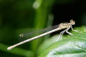 Attēlu rezultāti vaicājumam “Platycnemis pennipes female”