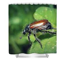 Attēlu rezultāti vaicājumam “Phyllopertha horticola”