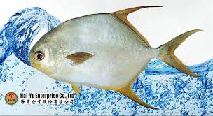 Image result for Trachinotus falcatus