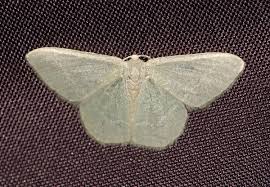 Attēlu rezultāti vaicājumam “Chlorissa viridata”