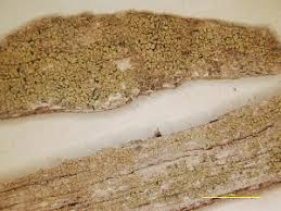 Attēlu rezultāti vaicājumam “Chaenotheca chrysocephala”