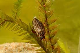 Attēlu rezultāti vaicājumam “Rhantus frontalis”