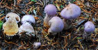 Attēlu rezultāti vaicājumam “Cortinarius traganus”