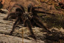 Znalezione obrazy dla zapytania Grammostola grossa