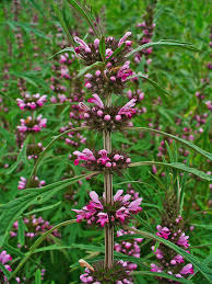 Attēlu rezultāti vaicājumam “Leonurus quinquelobatus flower”