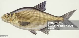 Attēlu rezultāti vaicājumam “Abramis brama”