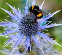 Image result for Edeldistel