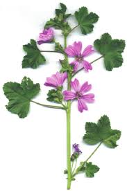Image result for Malva sylvestris