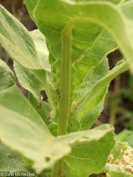 Attēlu rezultāti vaicājumam “Verbascum densiflorum bud”