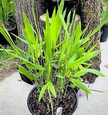 Image result for Huso brevirostrum