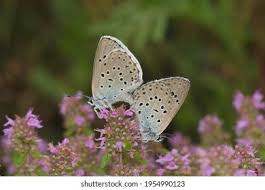 Attēlu rezultāti vaicājumam “Maculinea teleius underside”