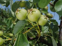 Attēlu rezultāti vaicājumam “Pyrus pyraster fruit”