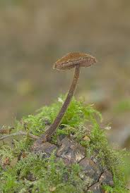 Attēlu rezultāti vaicājumam “Auriscalpium vulgare”