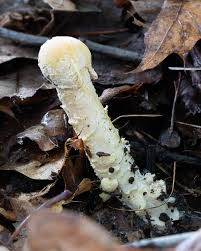 Attēlu rezultāti vaicājumam “Hypomyces armeniacus”