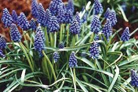 Attēlu rezultāti vaicājumam “Muscari botryoides flower”