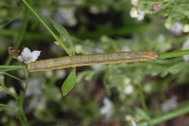 Attēlu rezultāti vaicājumam “Epirrhoe”