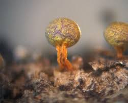 Attēlu rezultāti vaicājumam “Physarum psittacinum spores”