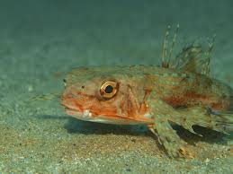 Image result for Dactylopterus volitans