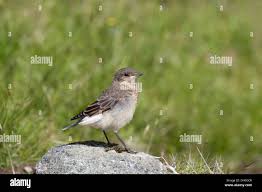 Attēlu rezultāti vaicājumam “Oenanthe oenanthe juvenile”