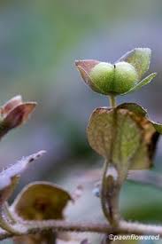 Attēlu rezultāti vaicājumam “Veronica filiformis bud”