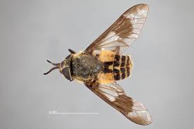 Attēlu rezultāti vaicājumam “Chrysops”