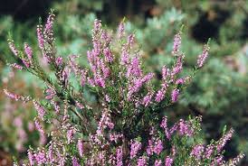 Attēlu rezultāti vaicājumam “Calluna vulgaris”