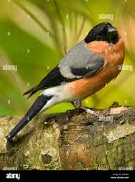 Attēlu rezultāti vaicājumam “Pyrrhula pyrrhula male”