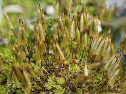 Attēlu rezultāti vaicājumam “Encalypta streptocarpa”